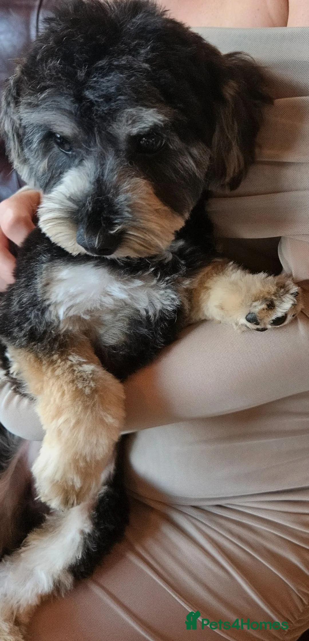 Morkie dogs for stud: Morkie male looking to stud .NOT FOR SALE.. - Advert 2