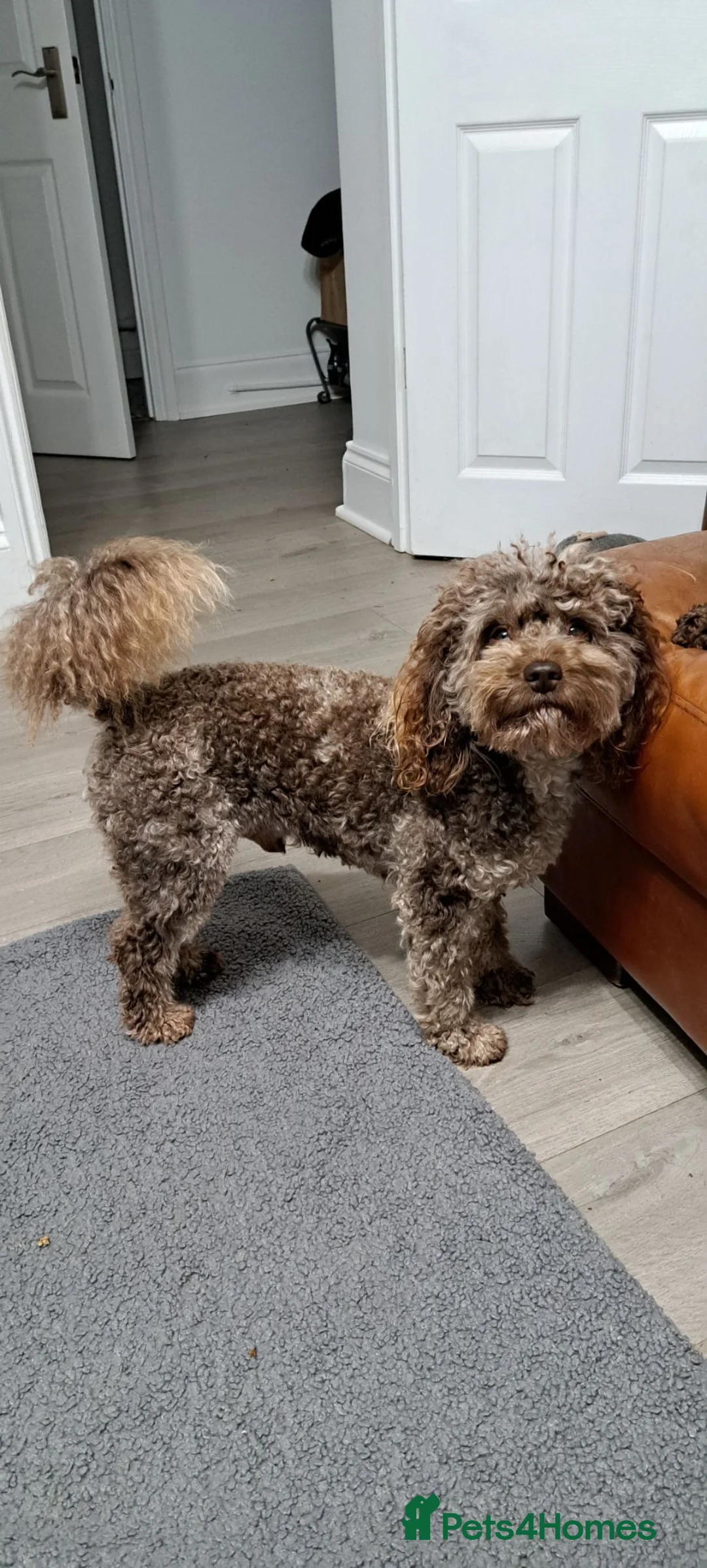 Poodle dogs for stud: F1b Cockapoo stud chocolate merle  - Advert 2