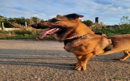 Mixed Breed dogs for adoption: 💙🐶 ROCKY 🐶💙 - Image 7