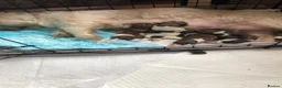 Shih Tzu dogs for sale: Beautiful Shih Tzu puppies  - Advert 25