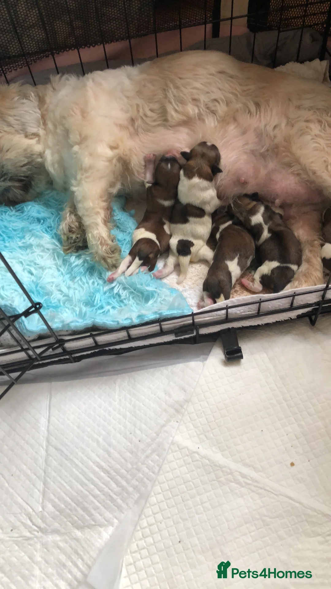 Shih Tzu dogs for sale: Beautiful Shih Tzu puppies  - Advert 25
