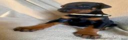 Dobermann dogs for sale: Health tested European puppies  - Advert 13