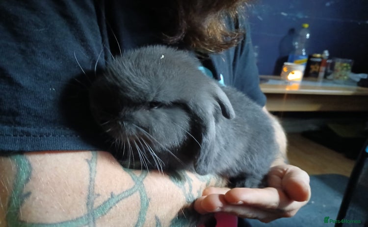 Mini Lop rabbits - Advert 1