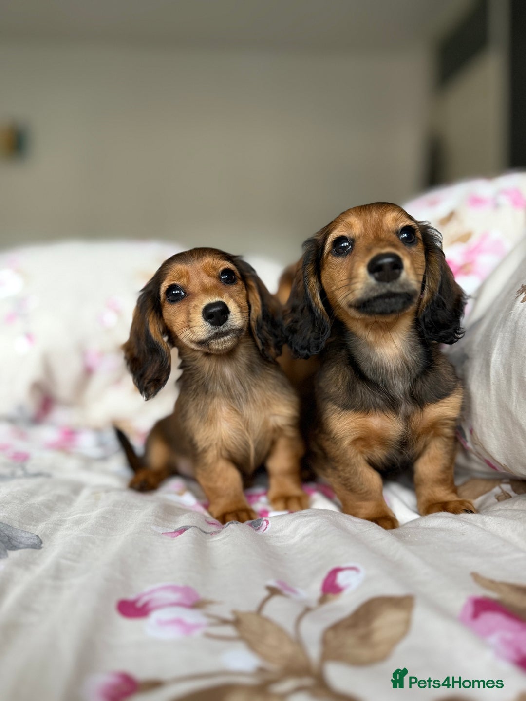 Dachshund dogs for sale: Miniature longhair dachshund puppies  - Image 2