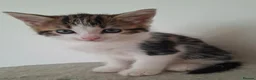 Mixed Breed cats for sale: 🐾Long haired ragdol cross kitten🐾 - Advert 4