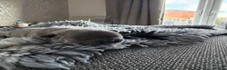French Bulldog dogs for sale: 💙 Beautiful French Bulldog Puppies 💙 - Advert 7