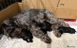 Miniature Schnauzer dogs for sale: Stunning pure black miniature schnauzer puppy - Image 18