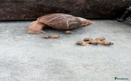 Snails invertebrates for sale: Baby African Land Snails - Image 1