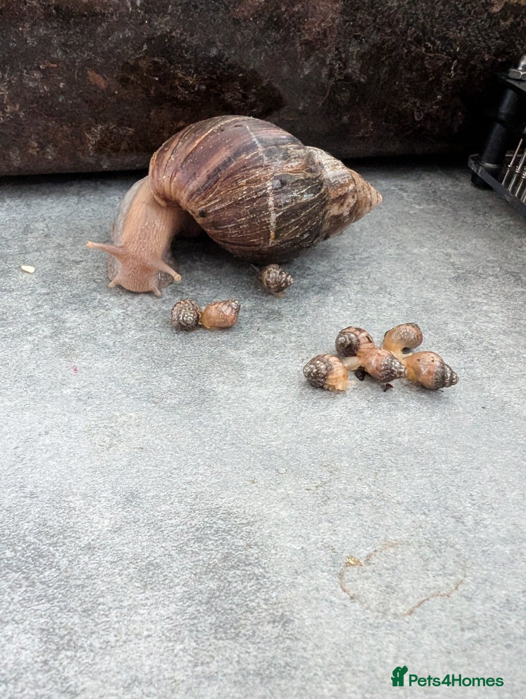 Snails invertebrates for sale: Baby African Land Snails - Image 1