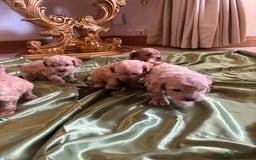Cockapoo dogs for sale: F1 DNA Health Tested Cockapoos  - Image 6