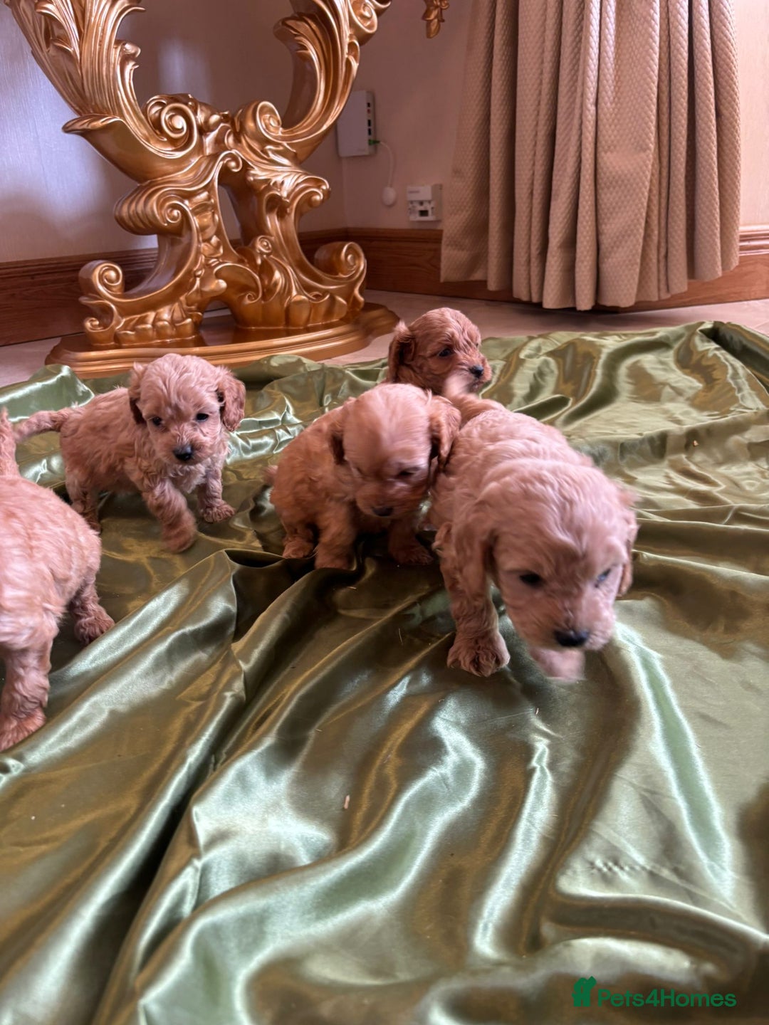 Cockapoo dogs for sale: F1 DNA Health Tested Cockapoos  - Image 6
