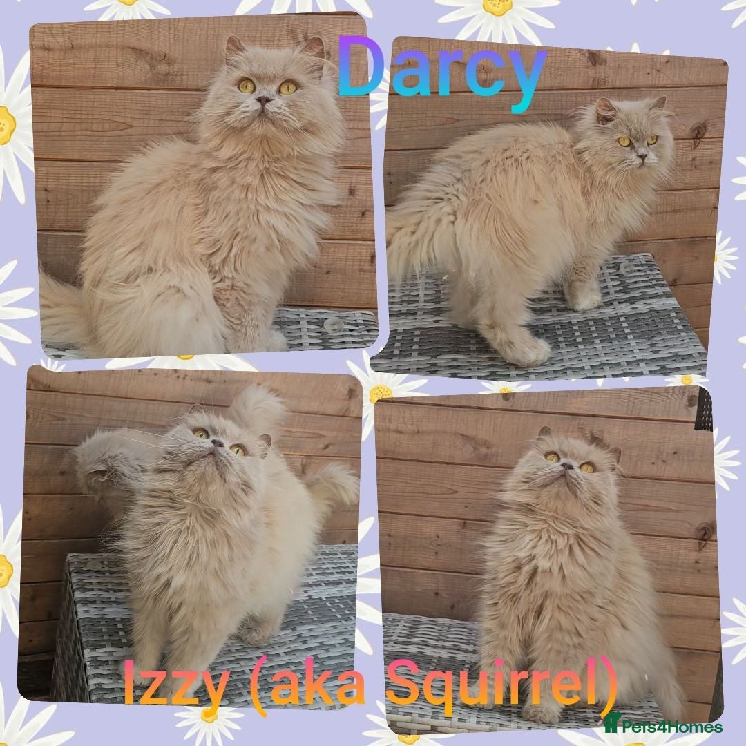 British Longhair cats 2 stunning pedigree girls. - Advert 5