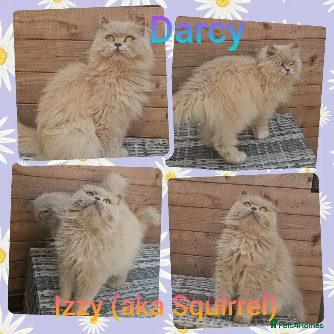 British Longhair cats for sale: 2 stunning pedigree girls. - Advert 1