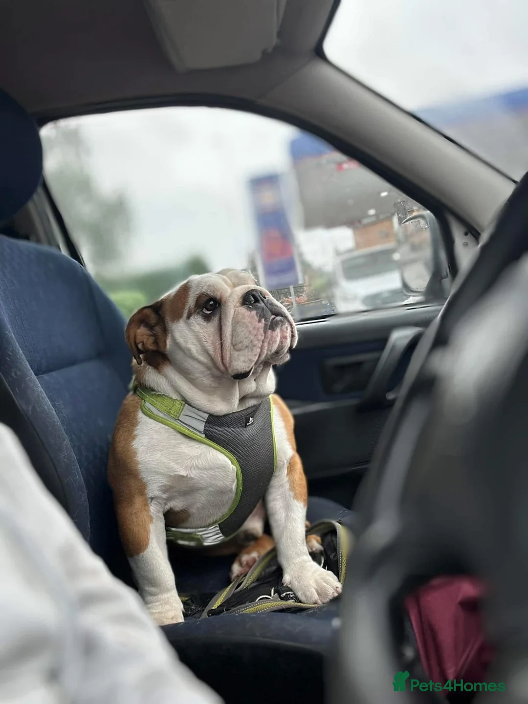 English Bulldog dogs for stud: English bulldog for stud  - Advert 2
