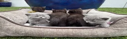British Shorthair cats for sale: Exceptional BritishShorthair Kittens  - Advert 2