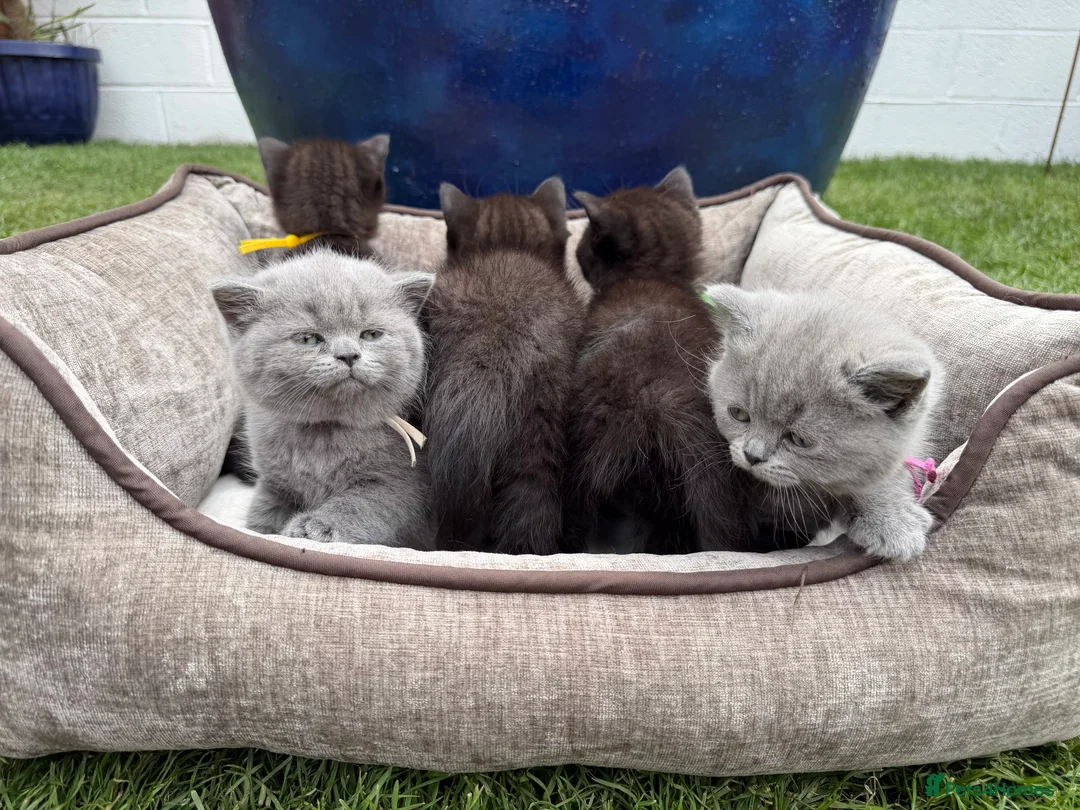 British Shorthair cats for sale: Exceptional BritishShorthair Kittens  - Advert 2