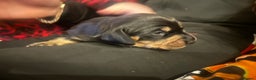 Miniature Dachshund dogs for sale: 3 black & tan boys - Advert 4