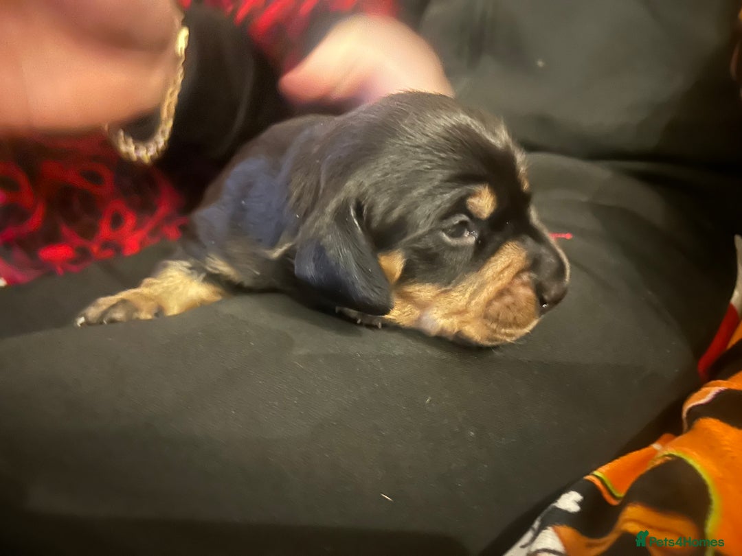 Miniature Dachshund dogs for sale: 3 black & tan boys - Advert 4