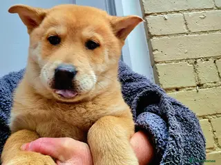 Mixed Breed dogs 2 pupies left £600 Chow Chow x husky - Advert 7