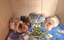 Guinea Pig rodents for sale: Beautiful Female Guinea Pigs - Image 4