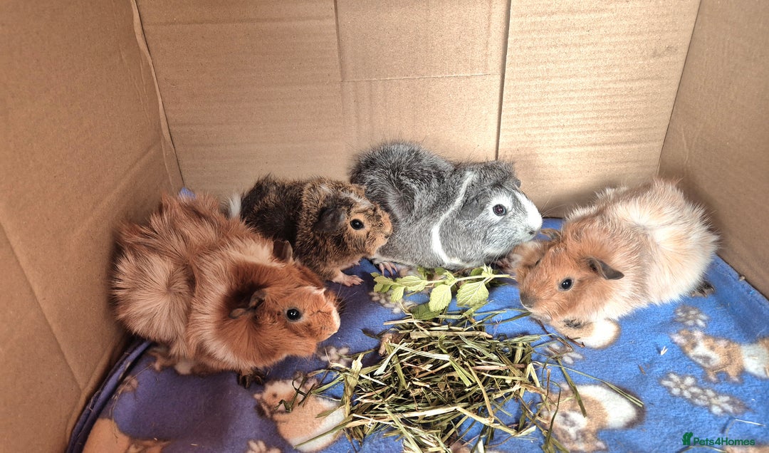 Guinea Pig rodents for sale: Beautiful Female Guinea Pigs - Image 4