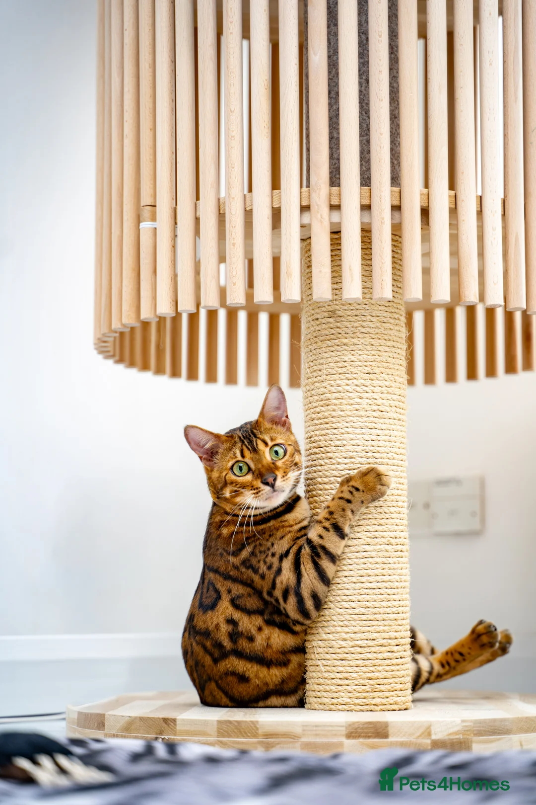 Bengal cats for sale: Stunning Bengal - Sophie. Forever family only. - Advert 16