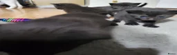 Domestic Shorthair cats for sale: Ready to Fly the Nest  - Advert 6