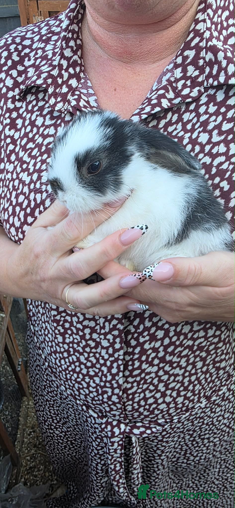 Mini Lop rabbits Mini lop babies  - Advert 1