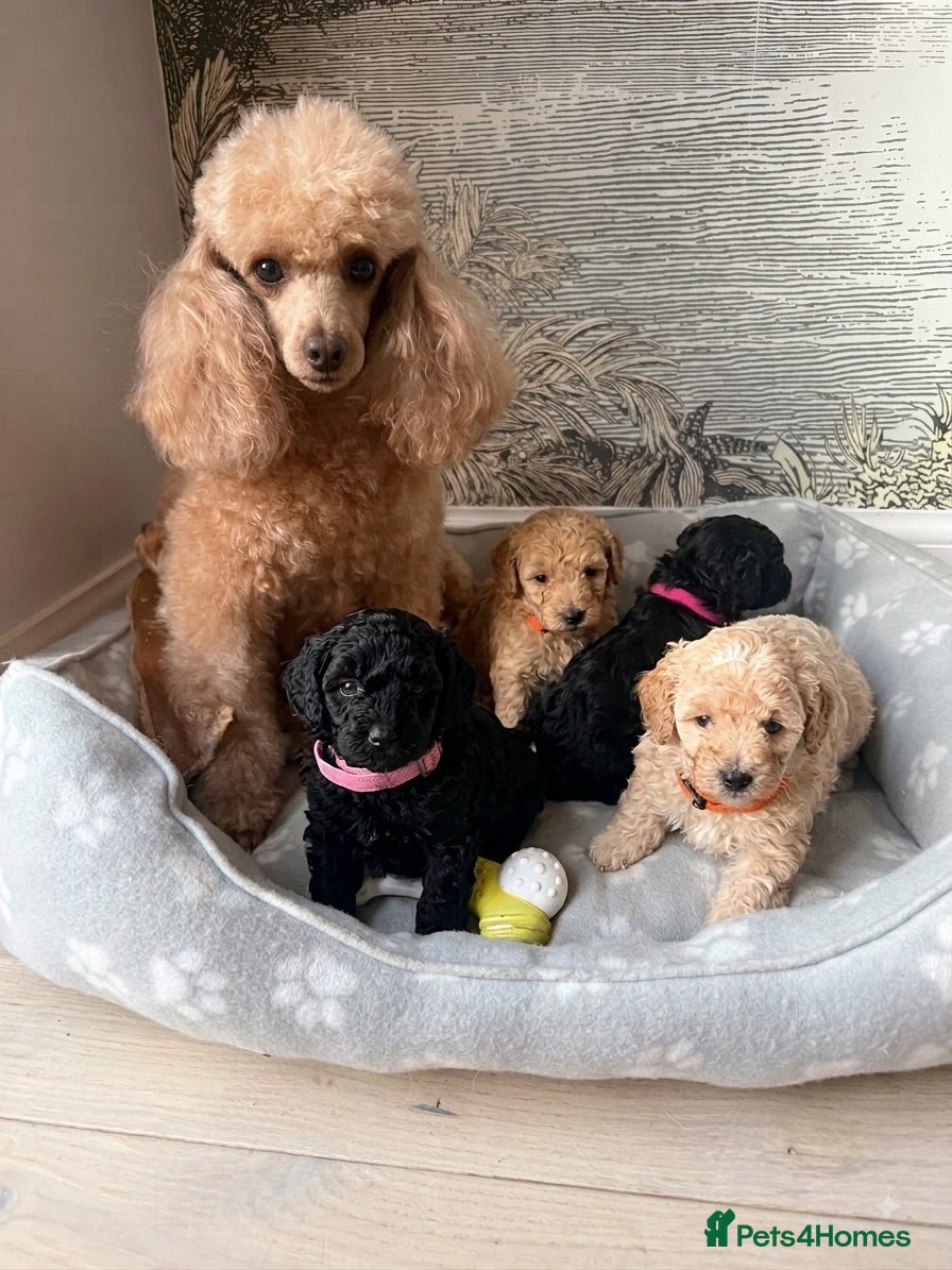Toy Poodle dogs Toy poodles puppies (Party-colored) - Advert 1