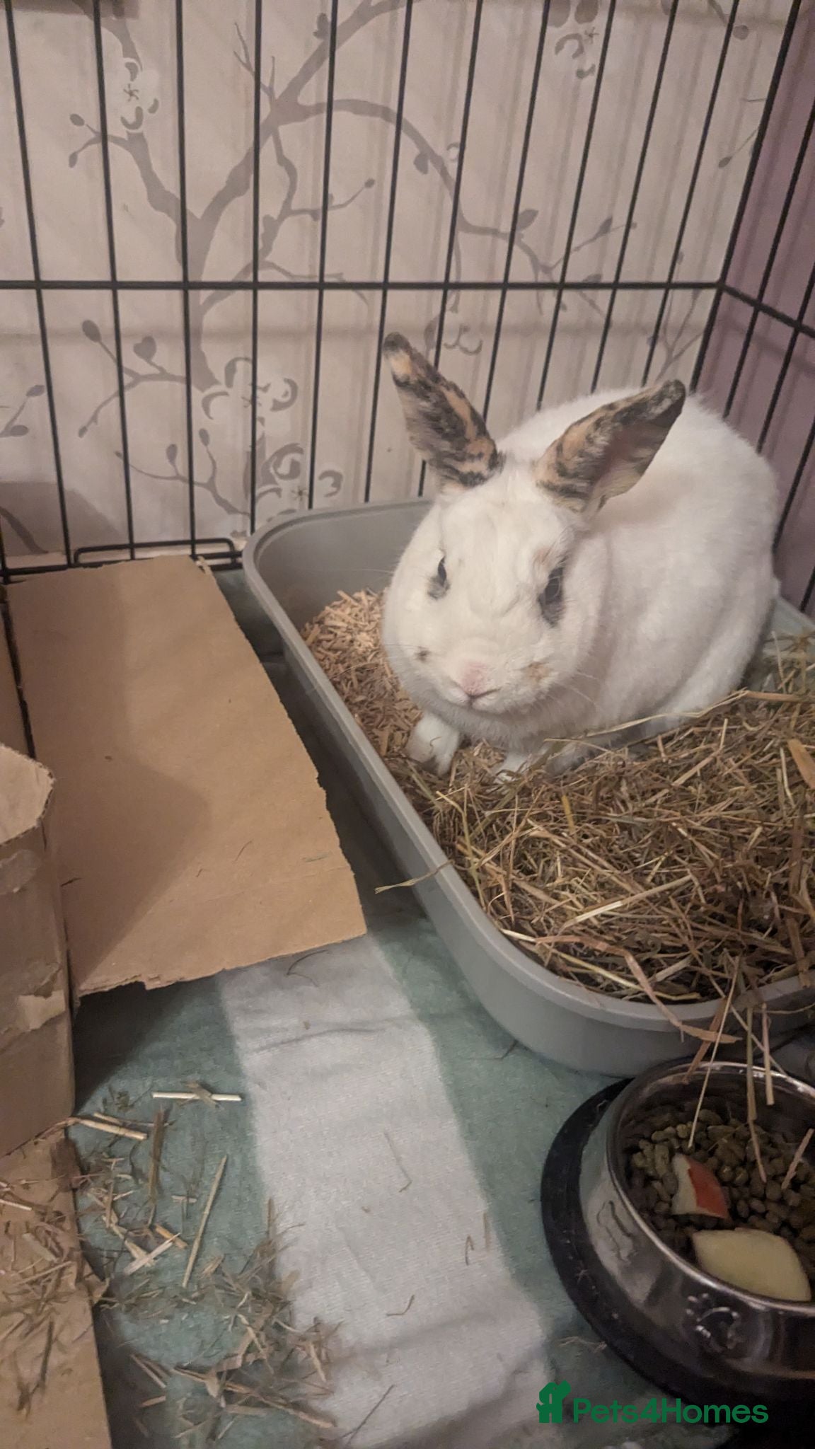 Mixed Breed rabbits Amazing Rabbit Needs New Home - Advert 3