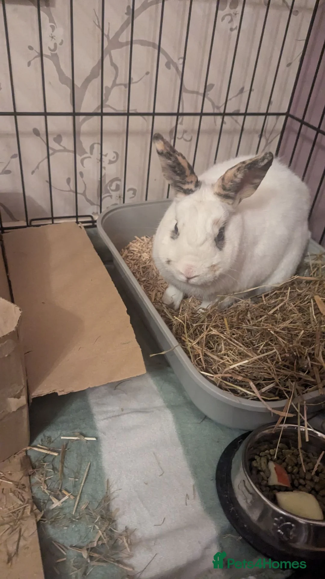 Mixed Breed rabbits for sale: Amazing Rabbit Needs New Home in Huntingdon - Advert 1