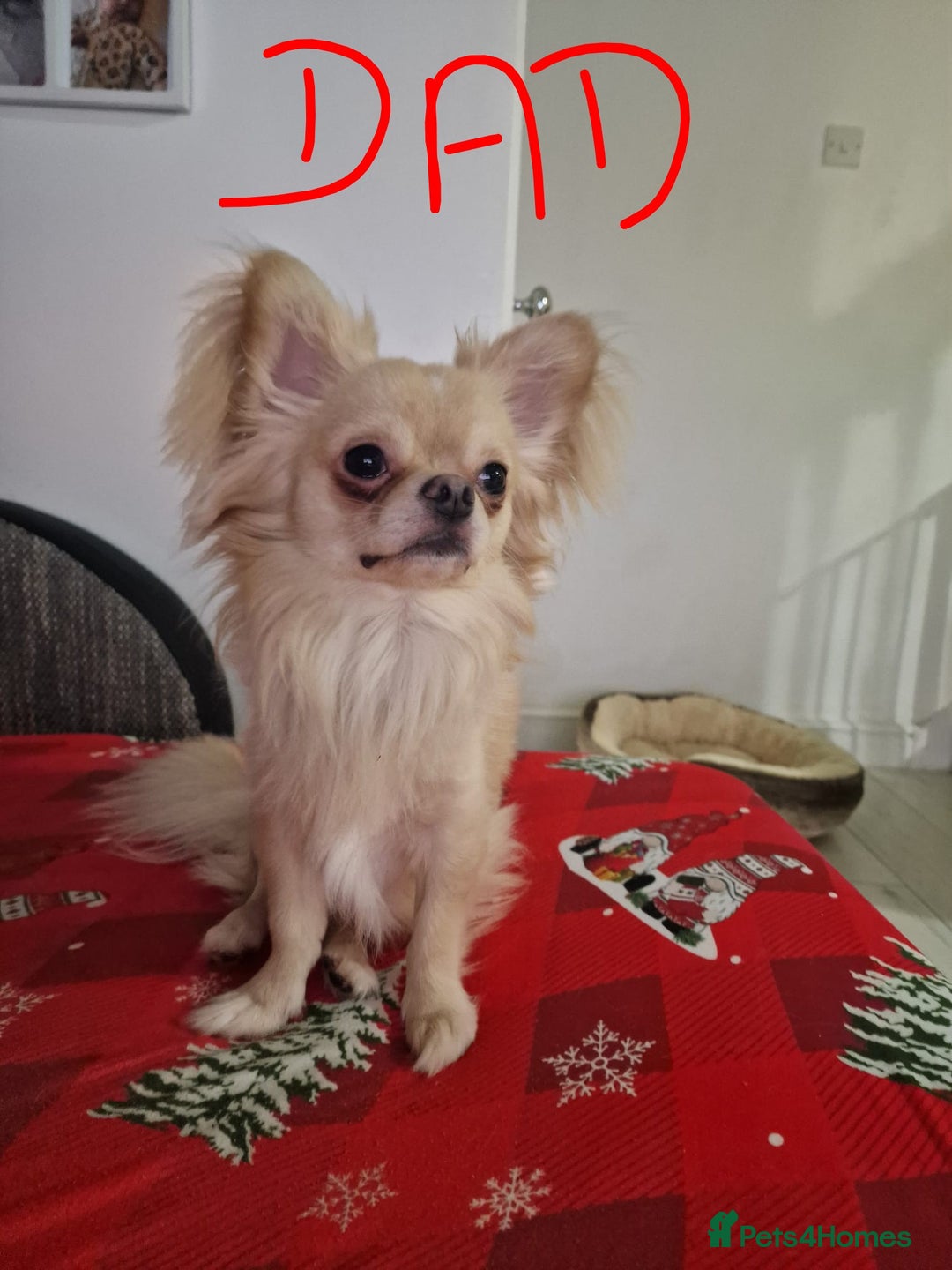 Chihuahua dogs for sale: Beautifull Chihuahua Puppies - Advert 7