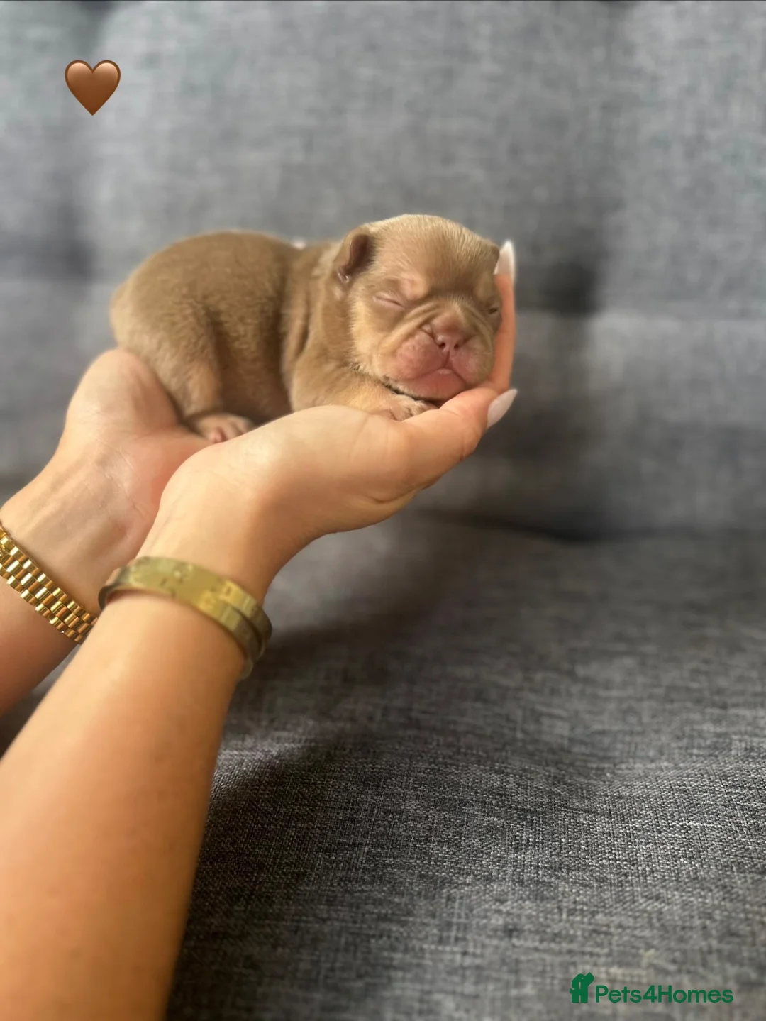 French Bulldog dogs for sale: ✨Quality French Bulldog Puppies✨ - Advert 2