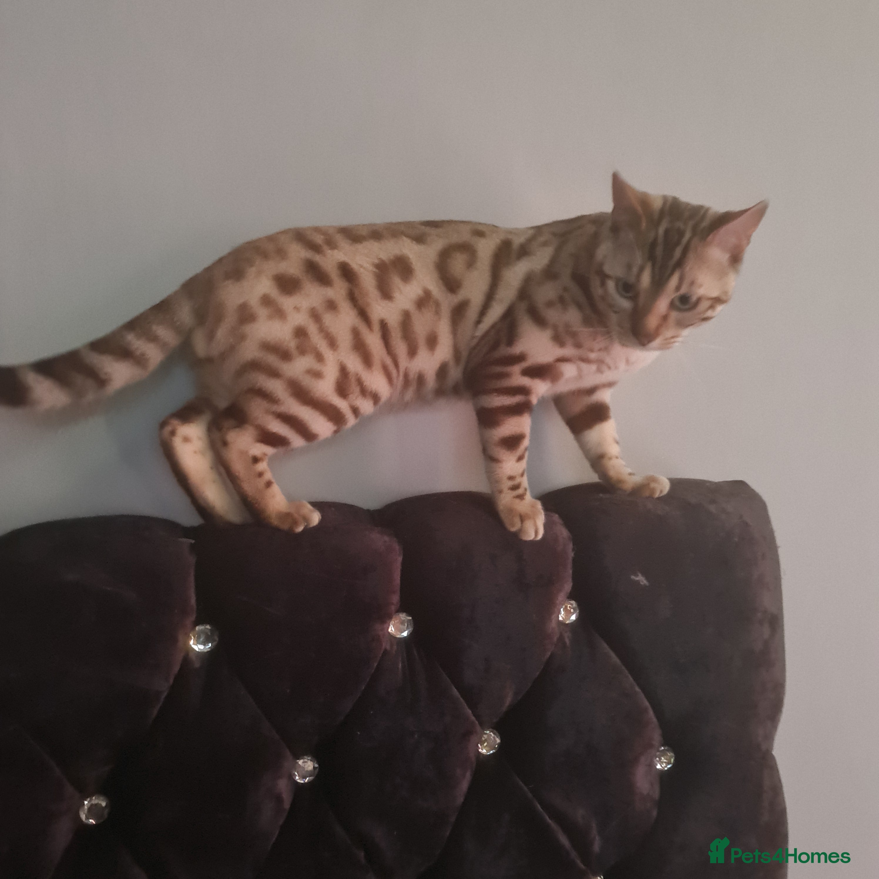 Bengal cats Bengal - Advert 3