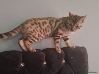 Bengal cats Bengal - Advert 3