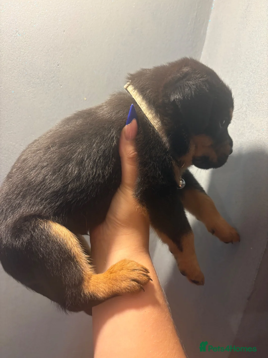 Boxweiler dogs for sale: Boxwiller  - Advert 27