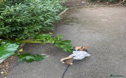 Chihuahua dogs for sale: Apple head chihuahua  - Image 4