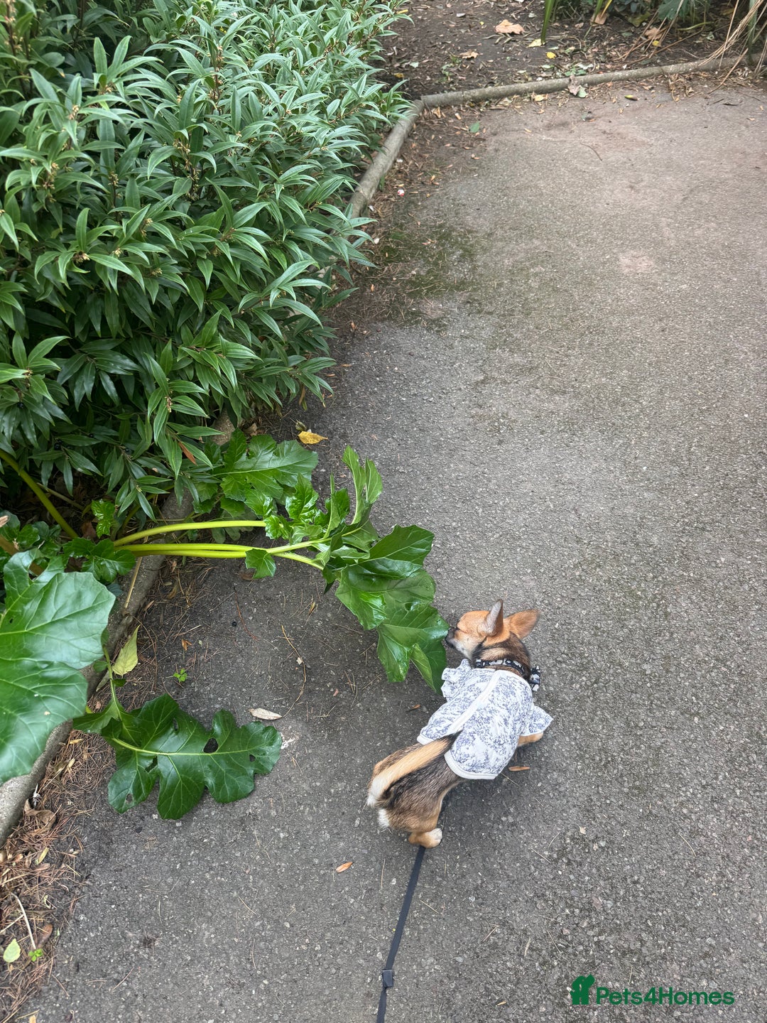 Chihuahua dogs for sale: Apple head chihuahua  - Image 4