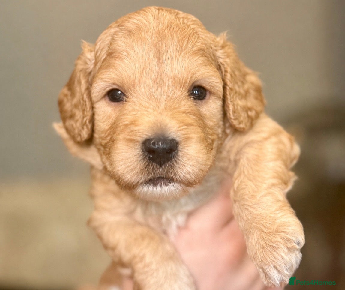 Labradoodle dogs 🐾 Health Tested F1B Mini Labradoodle Puppies 🐾 - Advert 1