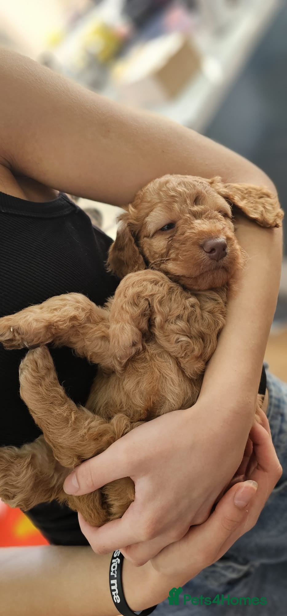 Cockapoo dogs F2B Merle Cockapoo Puppies - Girls & Boys - Advert 2