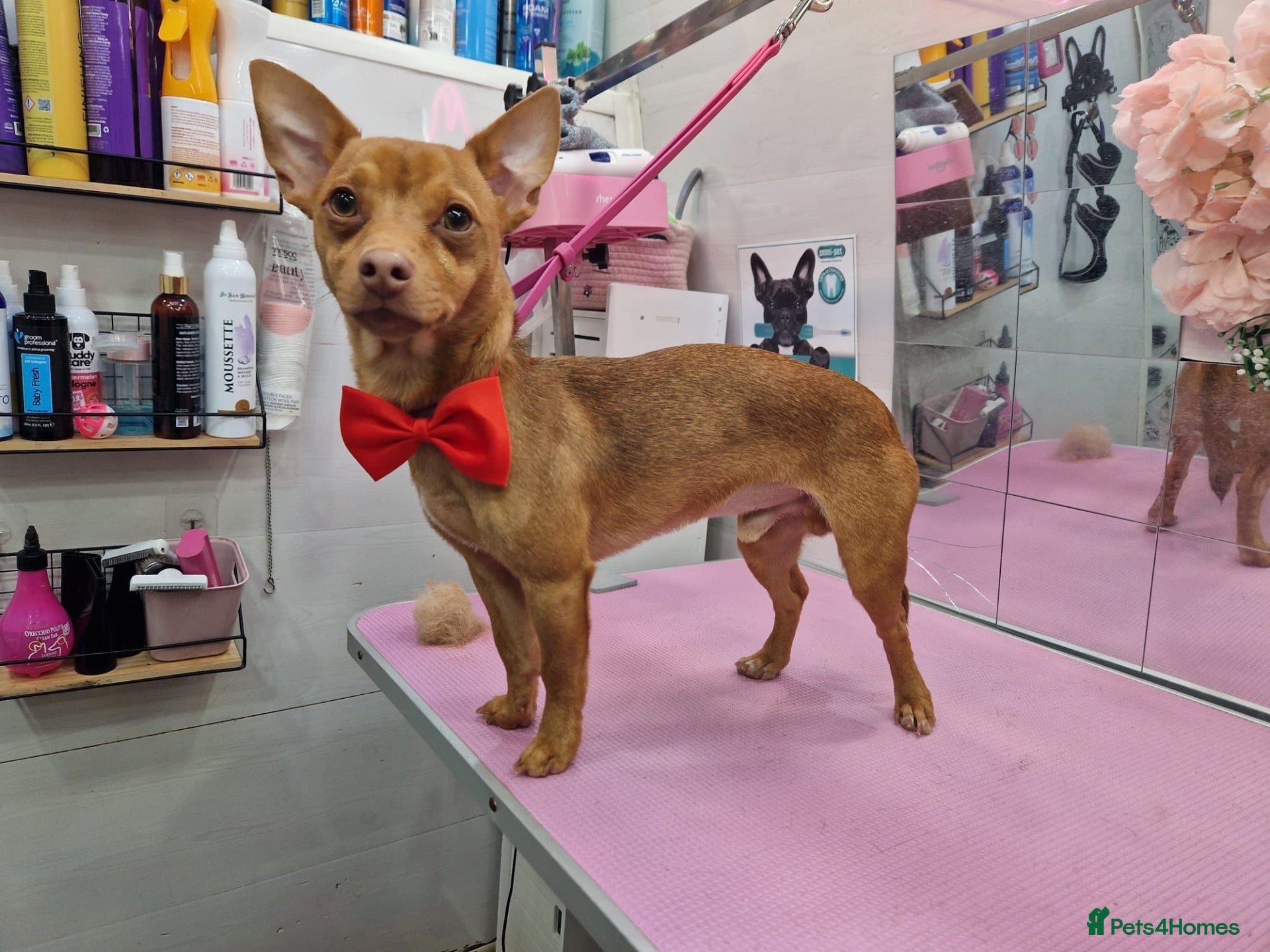 Jack Russell dogs 🐾 Miniature Jack Russell Male – Stud Available 🐾 - Advert 2