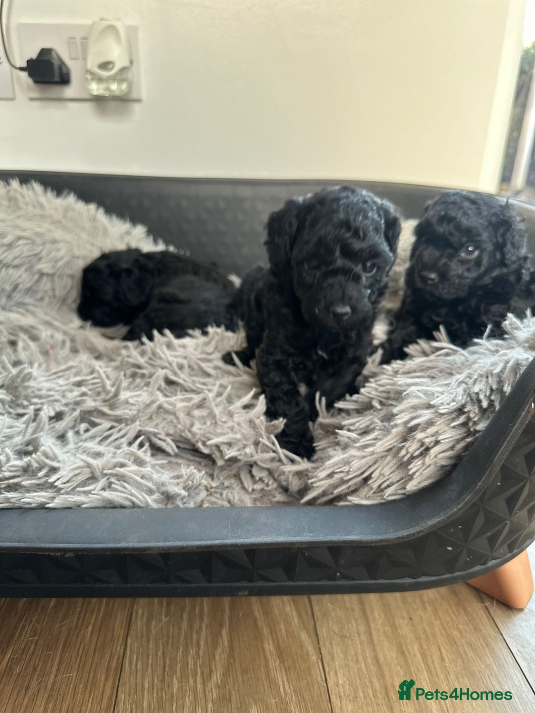 Cockapoo dogs for sale: Stunning f1b cockapoo's for sale  - Advert 18