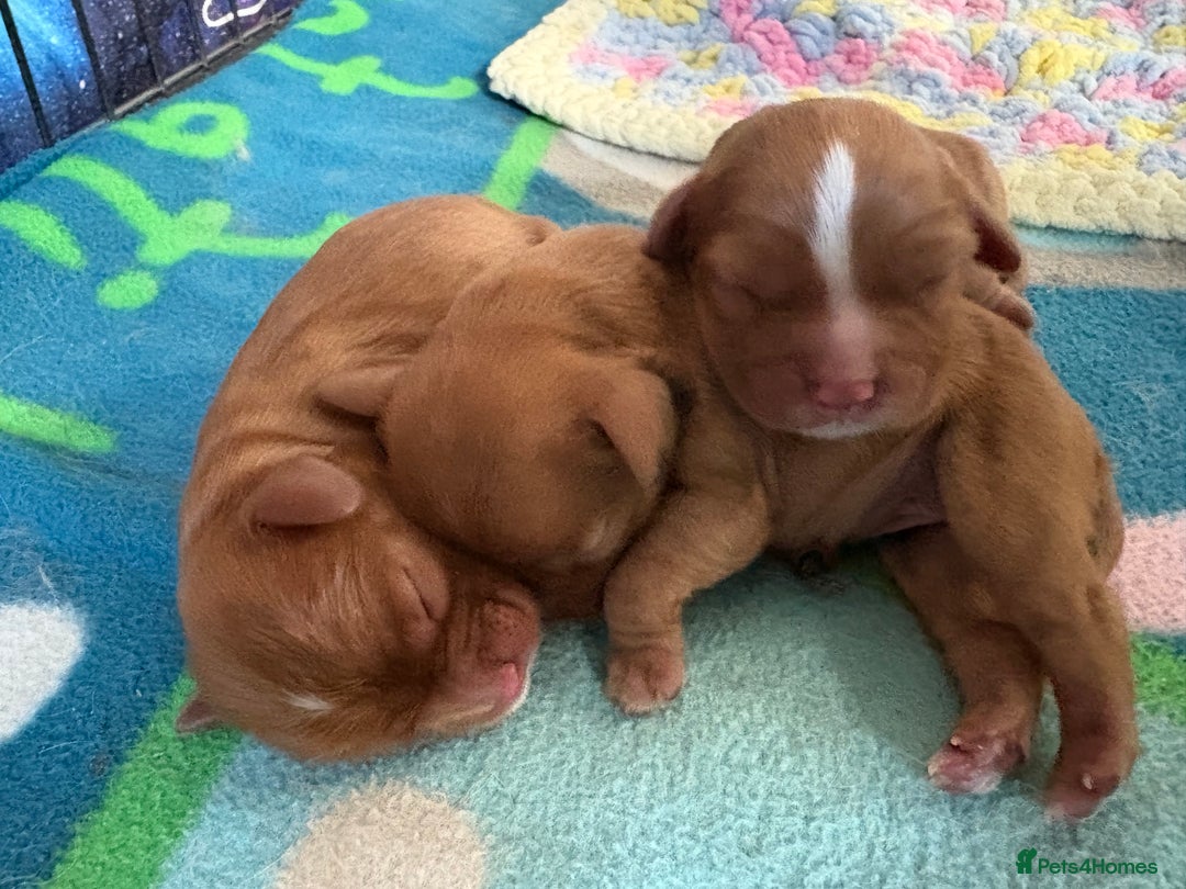 Cavalier King Charles Spaniel dogs for sale: Cavalier King Charles spaniels  - Image 11