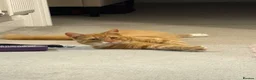 Mixed Breed cats for sale: 1yr old neutered ginger boy in Wymondham - Advert 4