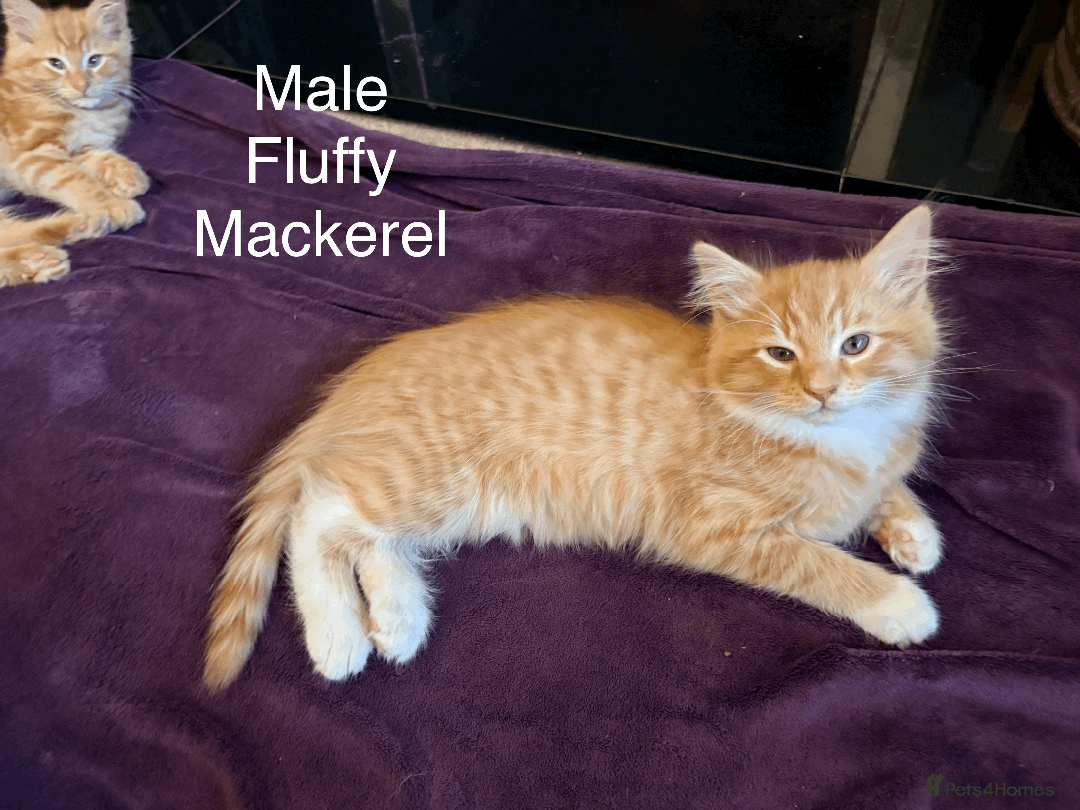 Mixed Breed cats for sale: Seven gingers, bundles of joy! - Advert 10