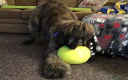 Afghan Hound dogs for sale: Adorable afghan hound boy for a new home - Image 3