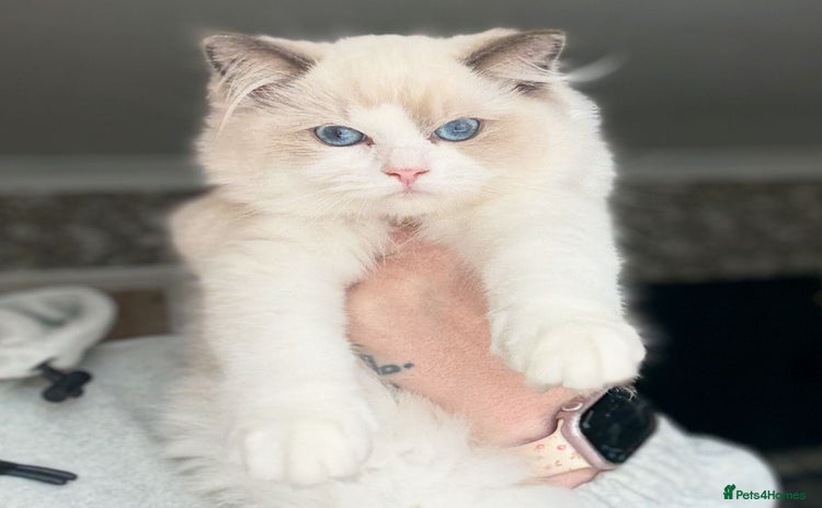 Ragdoll cats - Advert 11