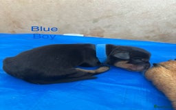Rottweiler dogs for sale: Rottweiler puppies - Image 6