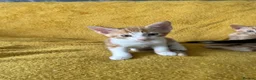 Mixed Breed cats for sale: GORGEOUS KITTENS  - Advert 7