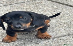 Dachshund dogs for sale: Miniature dachshunds ready now 💗 - Image 10